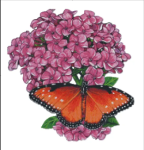 (image for) Queen II Butterfly